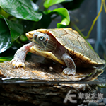 青花瓷巴西龜（5.5cm） 001