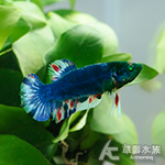 綠魔 PK將軍鬥魚（對魚）