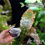 火焰虎斑椒（組培盒裝）