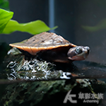 桃紅側頸龜（4.3cm） 002