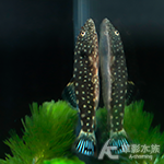 金鑽吸鰍（4cm）