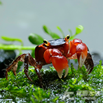 印尼紅蘋果蟹（1.3~1.7cm）