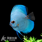 立蛋藍鑽七彩神仙（8cm）