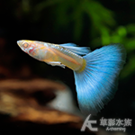 A級 藍尾禮服白子孔雀（對魚）