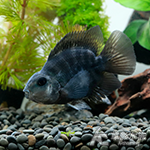 熊貓鸚鵡（5~6cm）