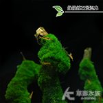 綠絲絨 石景沉木