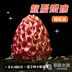 龍蛋蝦礁 橘紅色（含吸盤）