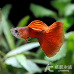 A級 野生全紅孔雀（對魚）