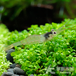 蘇拉威西槍蝦（2~2.5cm）