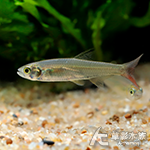 超級火尾燈（3~4cm）