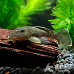 L332 灰狼異型 001（6cm）