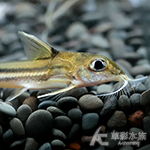 白鬚二線盔甲貓（5~6cm）