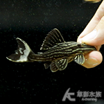 L027d 重金屬黃金雷神皇冠豹 010