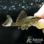 L027d 重金屬黃金雷神皇冠豹 011