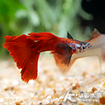 極光巨耳白金紅尾孔雀（對魚）