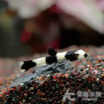 熊貓爬岩鰍（1.5~3cm）