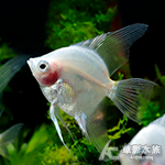 赤月神仙（4~5cm）