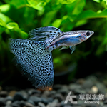 A級 紫草尾孔雀（對魚）