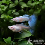 真紅眼超白日本藍藍藍尾禮服緞帶孔雀（對魚）