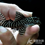 L401 阿蓮卡冥王迷宮異型（6cm） NG?