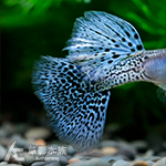 A級 金屬蛇紋紫草尾孔雀（對魚）