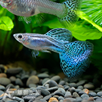 A級 藍草尾孔雀（對魚）