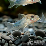 帝王紫羅蘭鼠（2.4~2.7cm）