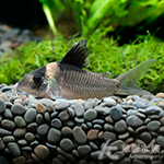皇冠黑背鼠 2.4~2.7cm