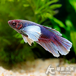 大象天使半月鬥魚（母魚）