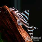 L046 熊貓異型 （3.5~4cm）001~004