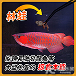 伯洋 林蛙 500g 冷凍