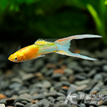 S級 黃金日本藍雙劍孔雀（對魚）