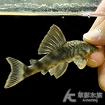 L121 陶瓷娃娃 001（8cm）