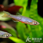 玫瑰丹魚（3~3.5cm）