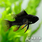 黑暗騎士荷蘭鳳凰（3cm）