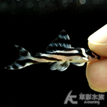 L046 熊貓異形 3.5~3.8cm 009~012