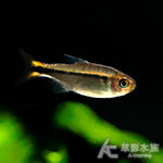 火蟻燈