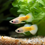 黑眼豆豆孔雀 對魚