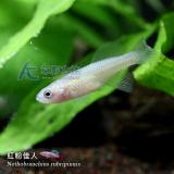 RUB 紅粉佳人 母魚