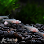 白虎頭鯊 2.5~3cm