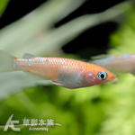 王華 美達卡 2.3~3.5cm