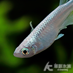 青龍幹之 美達卡 2.3~3.5cm