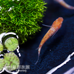 王華 美達卡 對魚