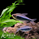 魅影幻日帝王藍燈 2.5~3.5cm