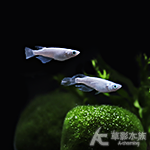 黃金海王星 美達卡 2.3~3.5cm