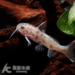 黃化派翠可拉白金豹皮 2.5cm