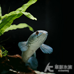 紅帝王雷龍 12~14cm