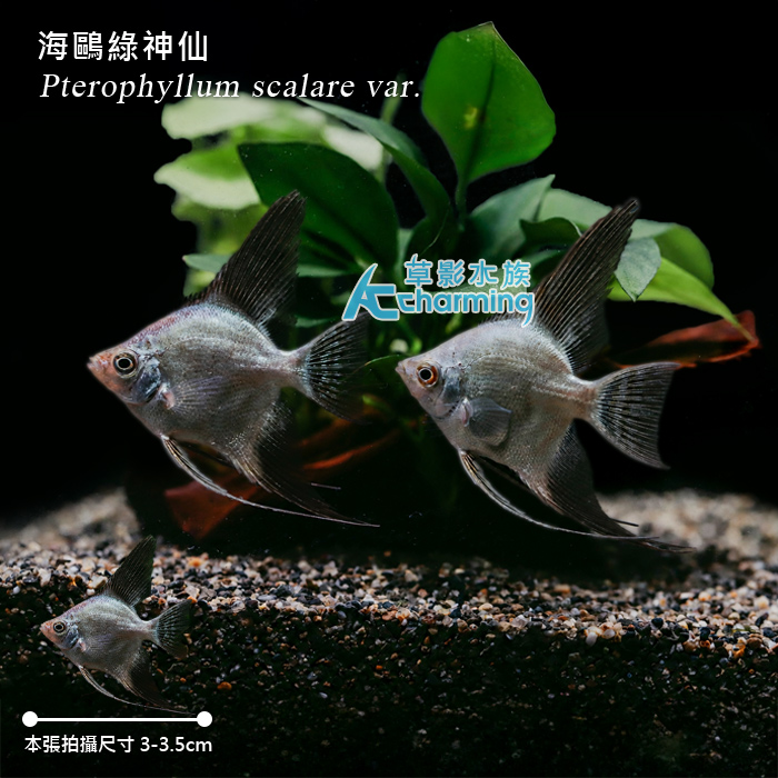 海鷗綠神仙 3~3.5cm