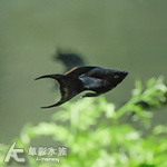 黑天鵝 2.5~2.8cm