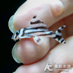 L046 熊貓異型 3.5~3.7cm 017~020